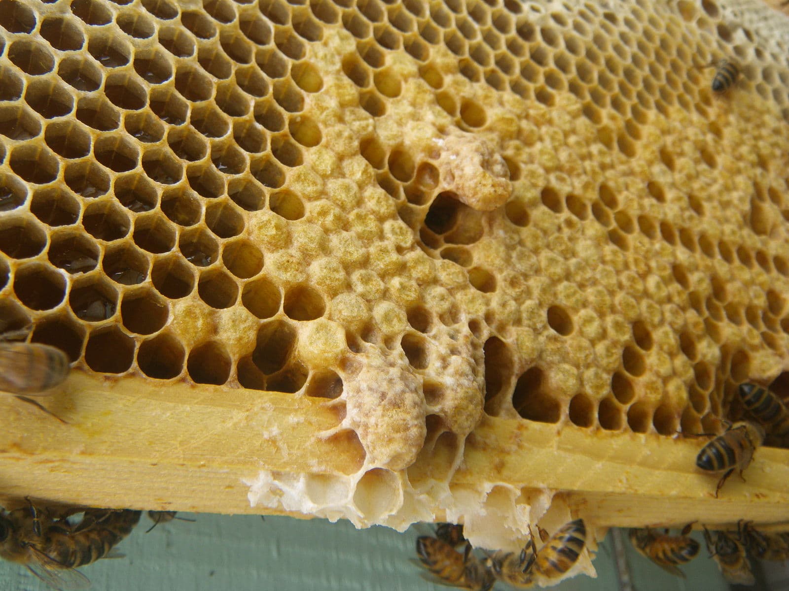 Understanding Queen Cells in a Beehive