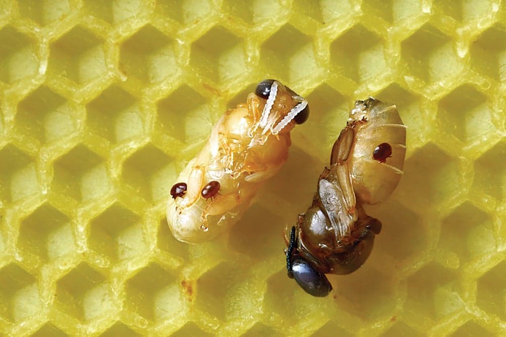 A Comprehensive Guide to Varroa Mite Treatment and Prevention
